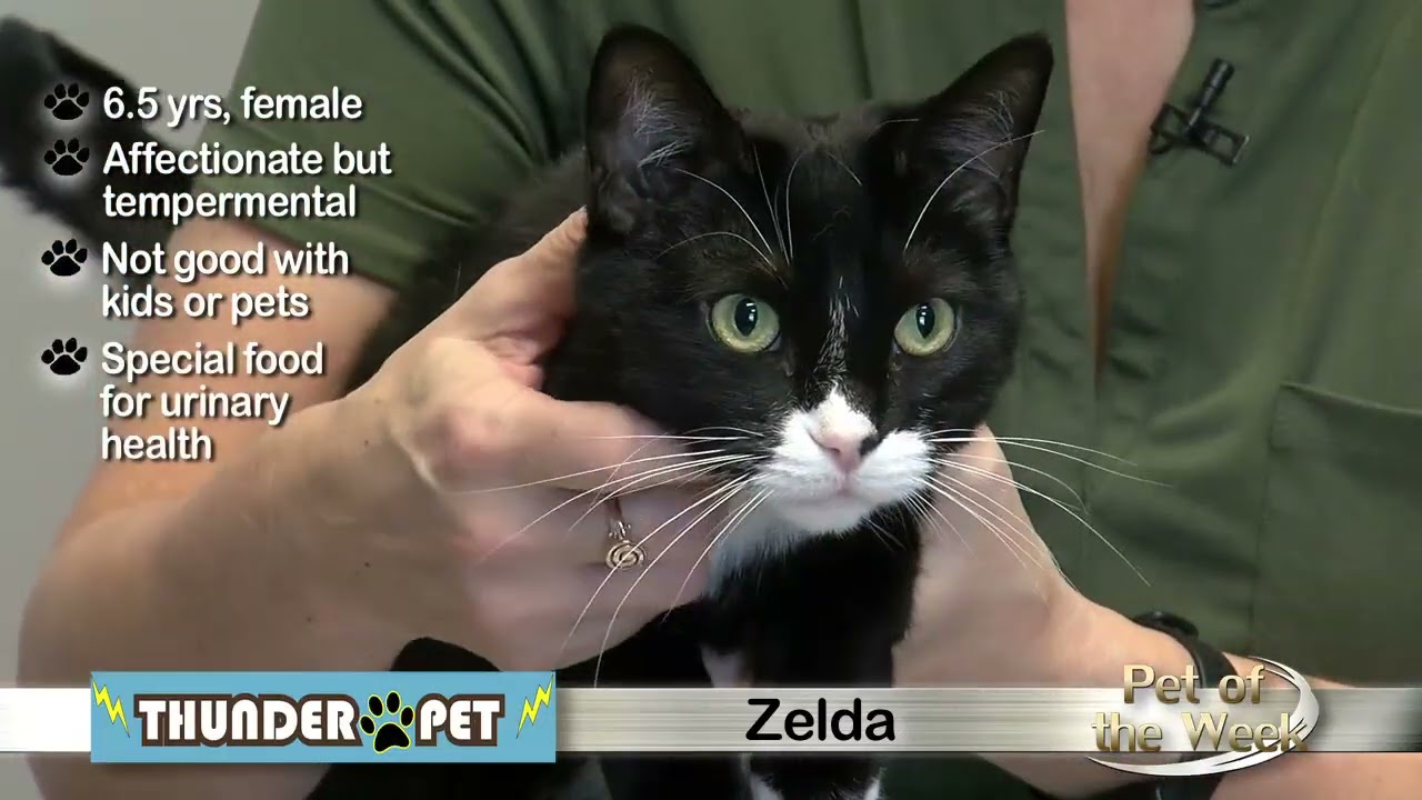 Питомец недели: Зельда