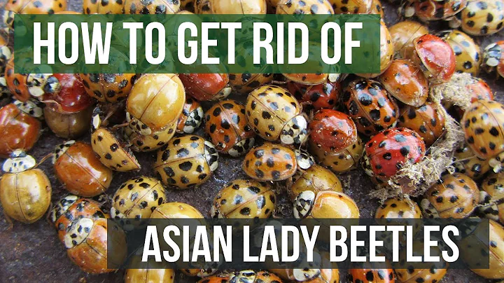 How to Get Rid of Asian Lady Beetles (Harlequin Ladybugs)