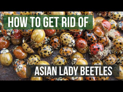 How To Get Rid Of Asian Lady Beetles (Harlequin Ladybugs)