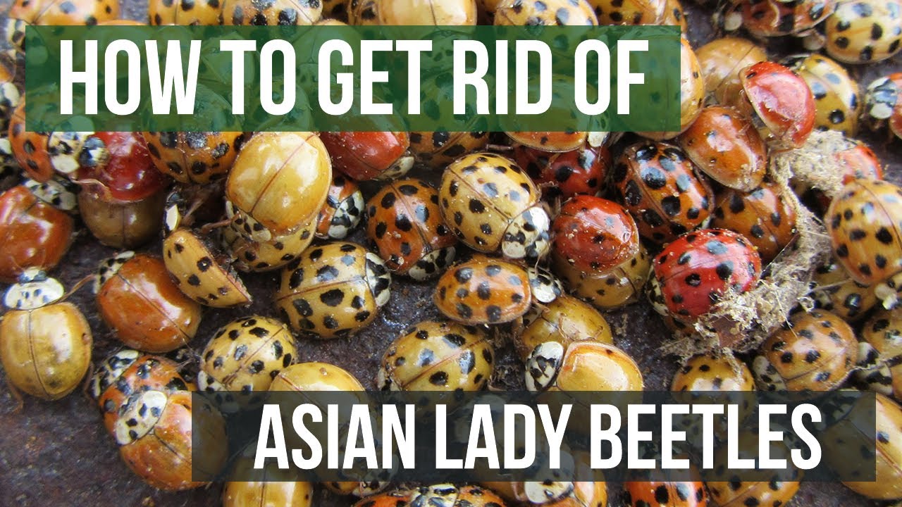 Ladybugs or Asian Lady Beetles?: What to know