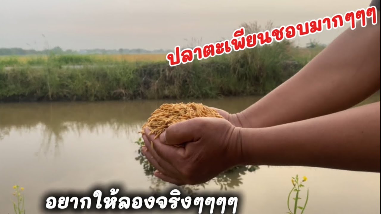 เป็นเหยื่อล่อที่ปลาตะเพียนชอบมากครับ อยากให้ลองจริงๆ#ทอดแห