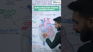 Blood Circulation Through Chambers of Heart | #shorts #ilmkidunya #biology #class11th #education