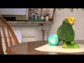 Marley The Amazon Parrot talks and sings