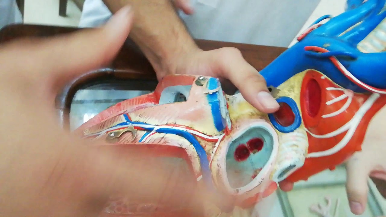 CVS and Respiratory Model Demonstrations(12) YouTube