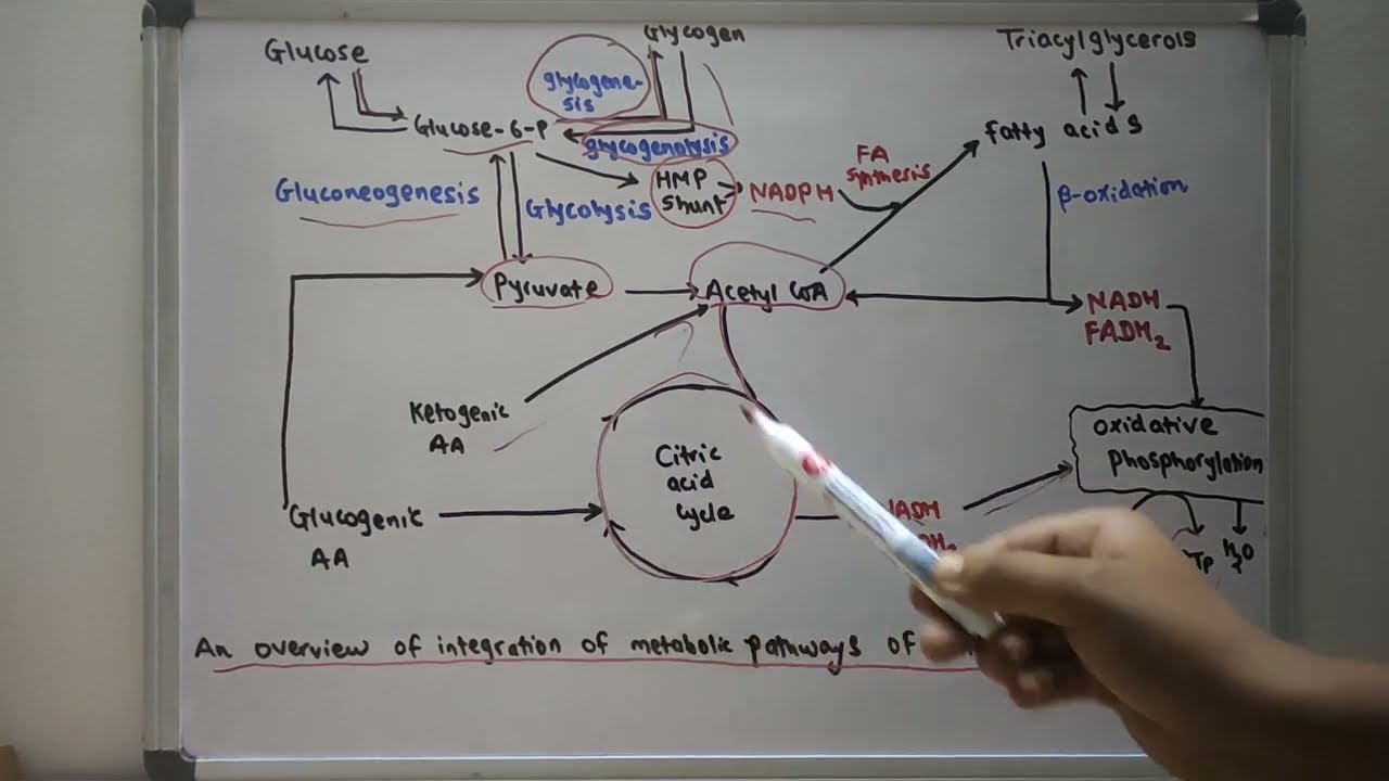 An overview of integration of metabolic pathways of energy metabolism-24