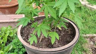 Directly sown autoflower Black Gelato#gardening#natural#James Loud Genetics