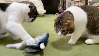 「何だこれ？」動くオモチャに大興奮な親子猫