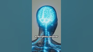 Neurotransmitter : The Brain