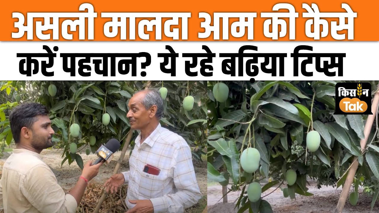 Malda Aam: ऐसे करें असली मालदा आम की पहचान क्या है, किसान ने बताई Tricks  