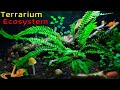 The ECOSYSTEM inside my LARGEST Terrarium │ Large Woodland Terrarium - 6 Month Update thumbnail