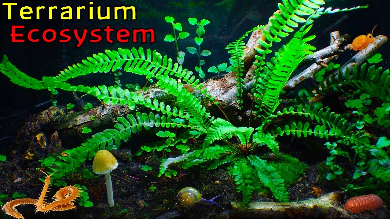 The ECOSYSTEM inside my LARGEST Terrarium │ Large Woodland Terrarium