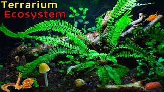 The ECOSYSTEM inside my LARGEST Terrarium │ Large Woodland Terrarium - 6 Month Update