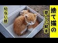 泣ける話・子猫の姉妹で寄り添って生きてきた猫達の悲しい結末（猫 感動 泣ける話 保護 涙腺崩壊 感涙 動物 動画 里親)招き猫ちゃんねる