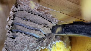 Yellow Jackets Nest In Basement Ceiling! Massive Wasp Nest Removals #fyp #viral #hornetking