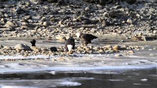 Bald Eagles - Brackendale, British Columbia