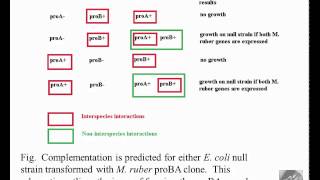 Part 2   Functional genomics study for proline biosynthesis in M. ruber