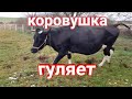 🐄НАШИ БУДНИ В ДЕРЕВНЕ🐐