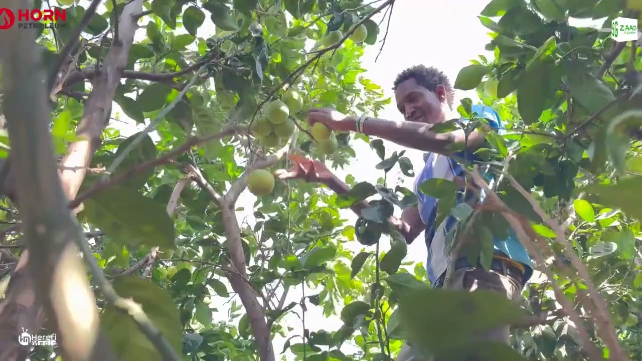 Leyla Abokor oo qurbaha muddo dheer ku soo noolayd iyo nolosheedda cusub ee Beeralayda.