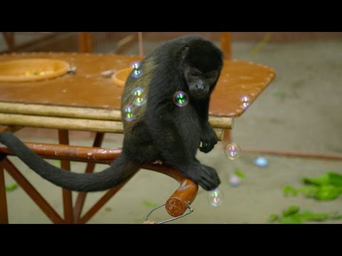 Monkeys bursting bubbles
