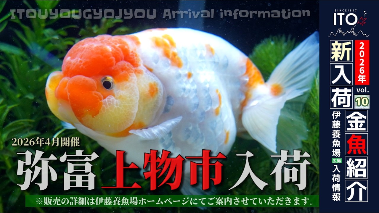 伊藤養魚場入荷情報2026年vol.10(2026年4月14日)】上物市(弥富)金魚