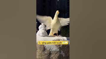 🦆 Chú Vịt Sống Giữa 🏠Trời Tuyết Giá Lạnh😓 #Mèoúớ #thúcưng #vậtnuôi #chómèohàihước #shorts #viral