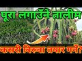          dragon fruits farming in nepal 2022
