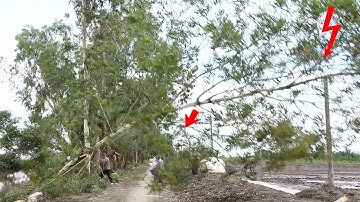 Kỹ Thuật cưa Cây Không Ngả Xuống Sông Với Góc Nghiêng 125 độ .Thanh Hoai KG