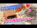 家で生まれた子供が初めての発情期を迎えました【ジャンガリアンハムスター】