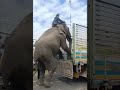 Smart Elephant 🐘 going up to transportation vehicle 🚚 #elephant #animals #shortsfeed #shorts