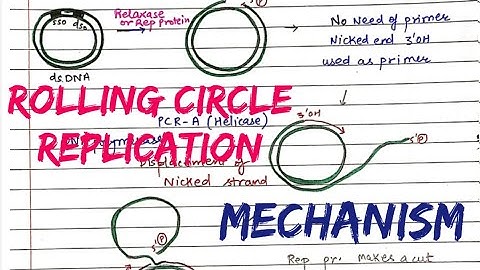 Rolling circle Replication || Mechanism, steps || #molecular_biology 🤩