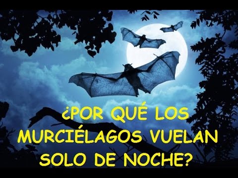 Video: ¿Por qué estaría volando un murciélago durante el día?