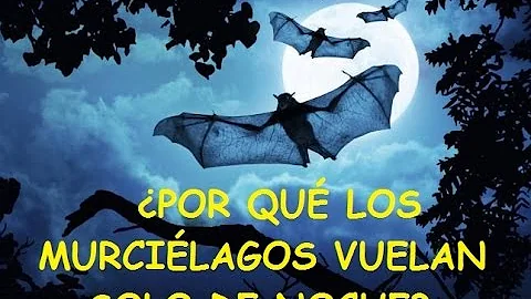 ¿Los murciélagos salen todas las noches?