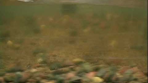 Sediment Transport, 100 g/m/s (12 mm & 1.2 mm), Moving Frame