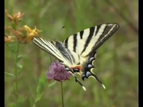 Video: Podalirium butterfly: description, life cycle, habitats. sailboat swallowtail