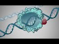 Basic Molecular Biology: Basic Science – Bacterial Transcription