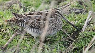 Snipe at NWT Cley Marshes