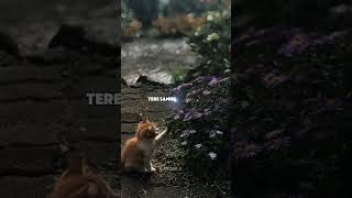 Dil Mein Chupa Lunga New Aesthetic Trending Shorts Slowed Reverb