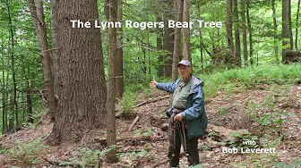 Lynn Rogers Bear Tree