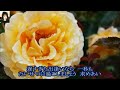 【新曲】ローズレイン(薔薇の雨)チェウニ:カバー後藤ケイ♪