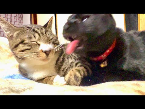 スイッチが入ったパイセン猫