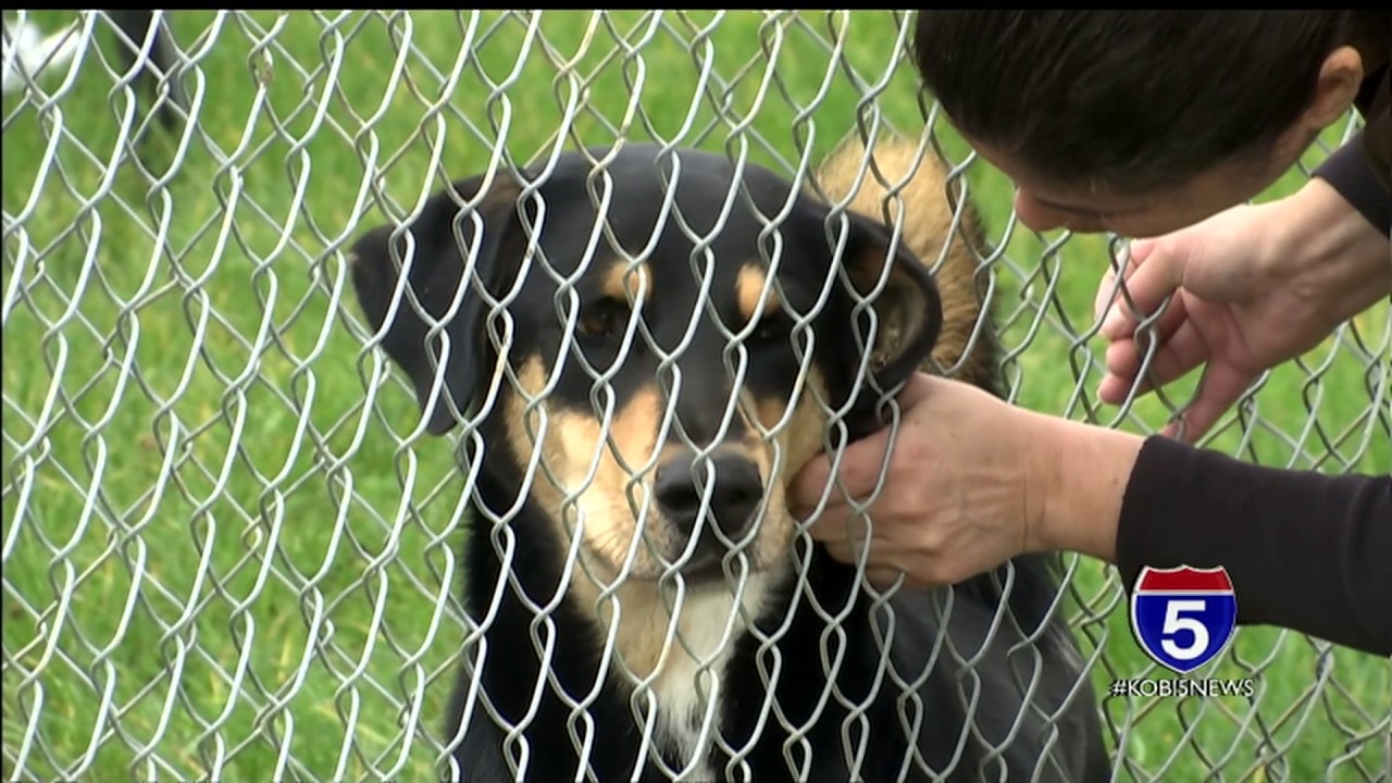 Dogs stolen in Grants Pass YouTube