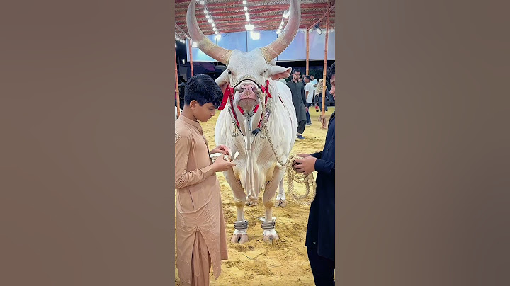 Alhamdulilah qurbani janwar la lia #chotebhaibadebhai #foryou