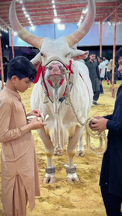 Alhamdulilah qurbani janwar la lia #chotebhaibadebhai #foryou