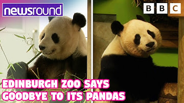 Edinburgh Zoo Pandas to Return to China this Year 🐼 | Newsround