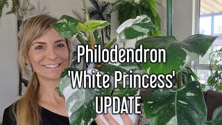 Philodendron White Princess Update How Its Growing