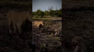 Best African Safari Experience.