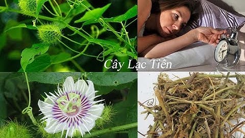 Cây lạc tiên chữa bệnh mất ngủ - Cây thuốc quý của người Việt