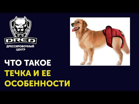 Течка у собак | Как часто | Сколько длится | Уход за собакой в течке | Первая течка