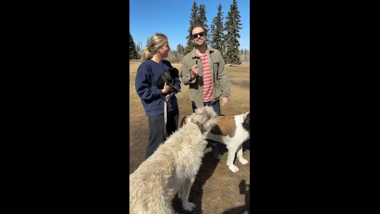 Chica is king! #dogs #puppy #funnydogs #dogvideos #dog #funny #youtuber #viralvideo #viralshorts