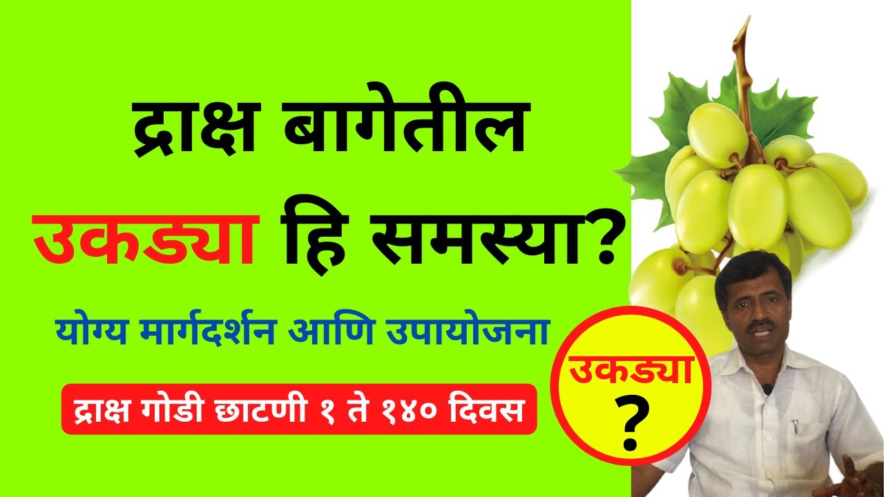 द्राक्ष बागेतील उकड्या हि समस्या आणि यावर योग्य मार्गदर्शन आणि उपायोजना